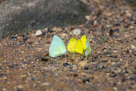 A small cluster of butterflies rests on a gritty gravel path, highlighted by a vivid yellow butterfly among black-and-white wings. A natural macro scene showcasing insect lifeの写真素材