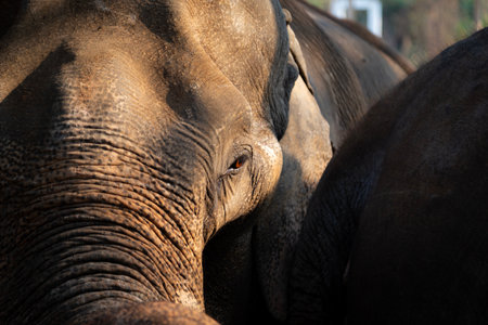 A tight, warm image of elephants grouped together. Focus on wrinkled skin, eye, and trunk textures, conveying wildlife, bonding, and natural rugged beauty in a sunlit scene.の写真素材