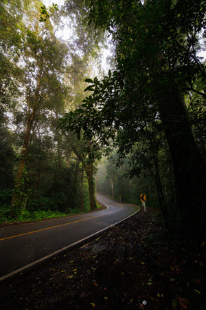 Mist teases the dense forest as a narrow winding road curves through tall trees and lush foliage,...