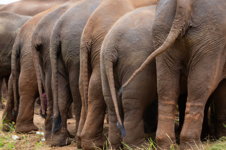 A herd of elephants stand side by side in a grassland, demonstrating the bonds of family.の写真素材