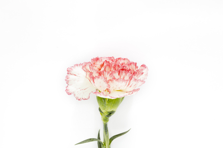 Carnation on white Backgroundの写真素材