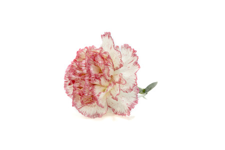 Carnation on white Backgroundの写真素材