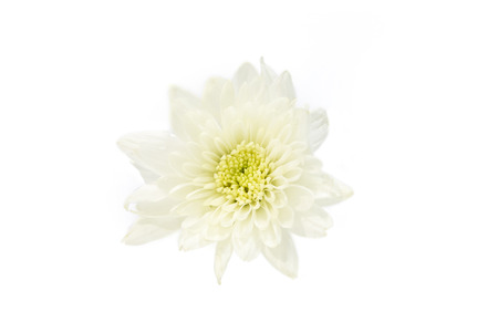 White Flower on white Backgroundの写真素材