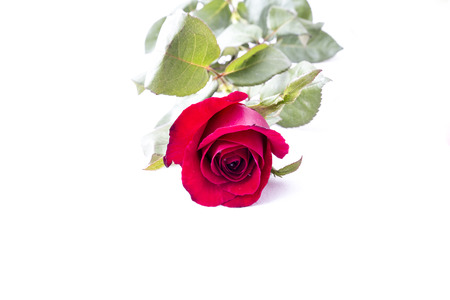 Red Rose isolated on white backgroundの写真素材