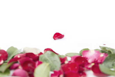 Rose petals isolated on white backgroundの写真素材