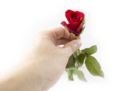 Rose in hand isolated on white backgroundの写真素材