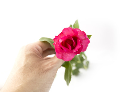 Rose in hand isolated on white backgroundの写真素材