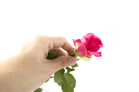 Rose in hand isolated on white backgroundの写真素材