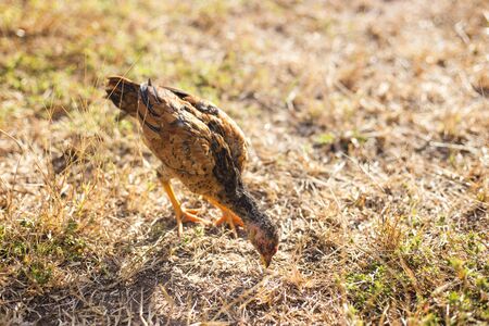 A flock of chickens roam freely in a lush green paddock  in Thailandの写真素材