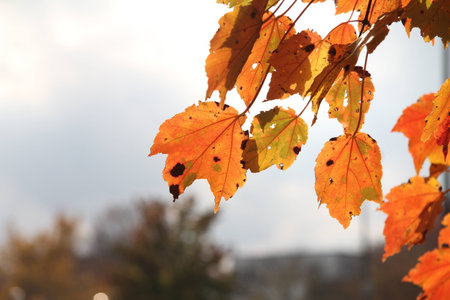 Leaves in fallの写真素材