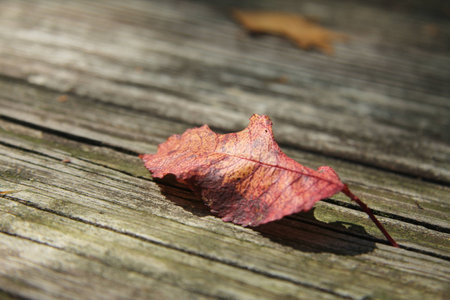 Leaf in fallの写真素材
