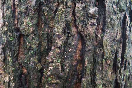 wood textureの写真素材