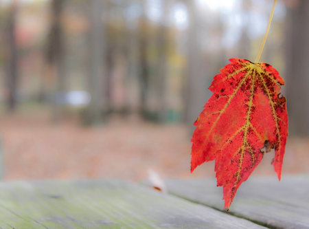 Leaf