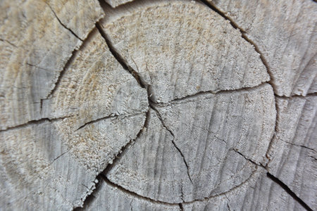 wood cut surfaceの写真素材