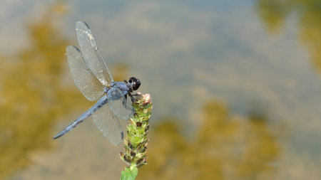 dragonfly closeupの写真素材