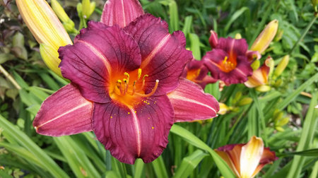 purple day lilly in the gardenの写真素材