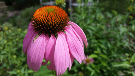 a pink flower in the gardenの写真素材