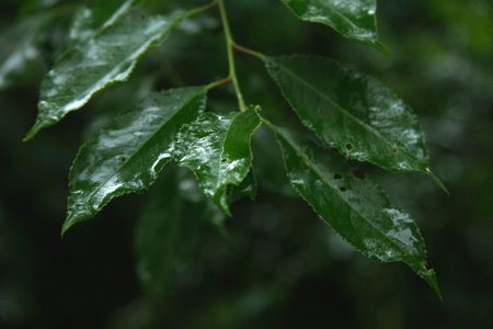 green leaves wet because of rainの写真素材