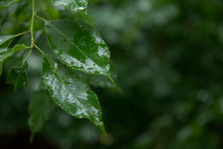 green leaves wet because of rainの写真素材