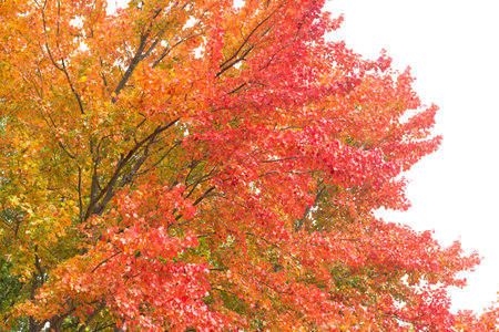 colorful leaves on the tree , white skyの写真素材