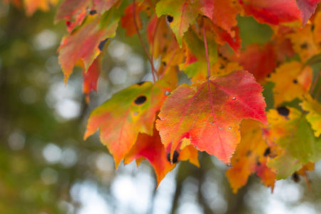 colorful leaves in fallsの写真素材
