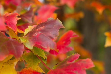 out of focus colorful leaves in fall for backgroundの写真素材