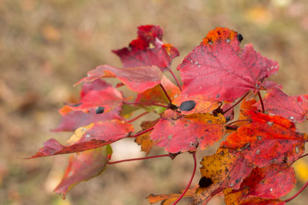 colorful leaves in fallの写真素材