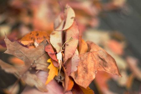 leaves full a handの写真素材