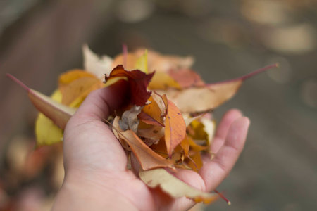 leaves in a handの写真素材