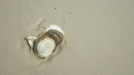shell sea shore beach ocean