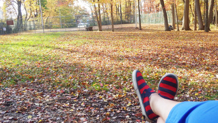 evening in the park autumn fall leavesの写真素材