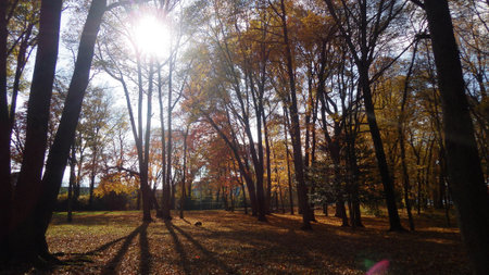 evening in the park autumn fall leavesの写真素材