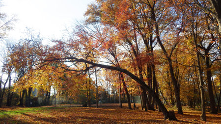 evening in the park autumn fall leavesの写真素材