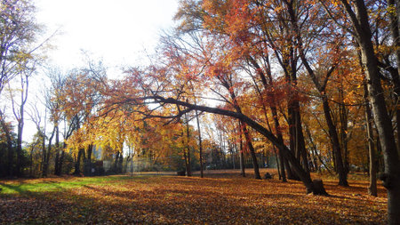 evening in the park autumn fall leavesの写真素材