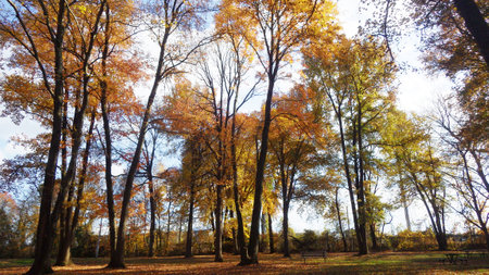 evening in the park autumn fall leavesの写真素材