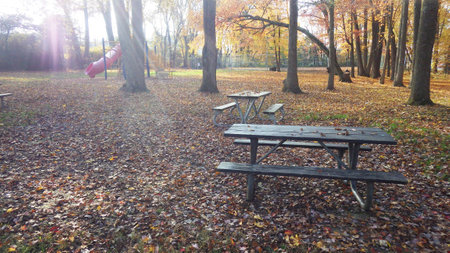 evening in the park autumn fall leavesの写真素材
