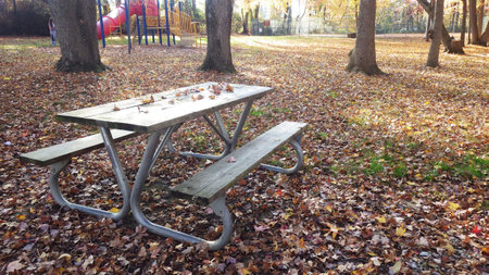 evening in the park autumn fall leavesの写真素材