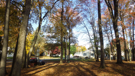 evening in the park autumn fall leavesの写真素材