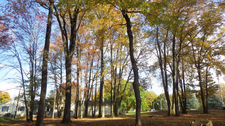 evening in the park autumn fall leavesの写真素材