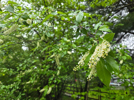 Flowers of bird cherry (Prunus padus) in springの写真素材