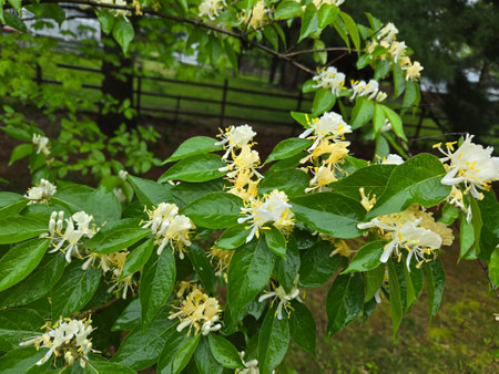 Honeysuckle (Lonicera caprifolium) flowersの写真素材