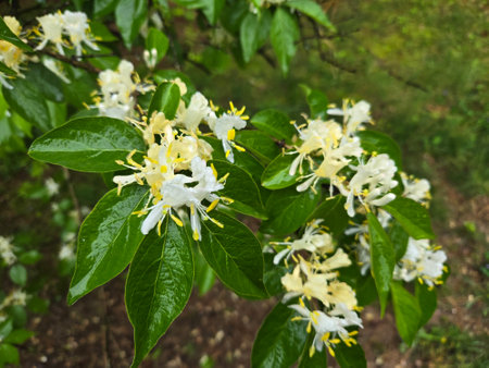 White flowers of honeysuckle (Lonicera caprifolium)の写真素材