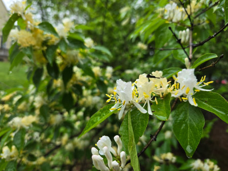 White flowers of honeysuckle (Lonicera caprifolium)の写真素材