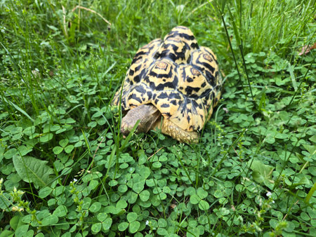 Turtle in the green grass, close-up of animal.の写真素材