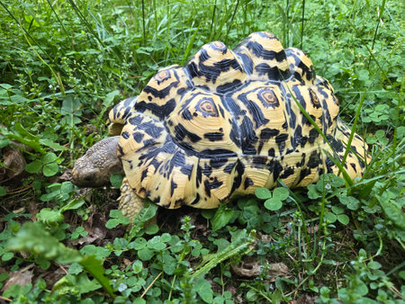 African spurred tortoise (Geochelone sulcata)の写真素材