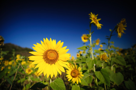Sunflower against dark blue skyの写真素材