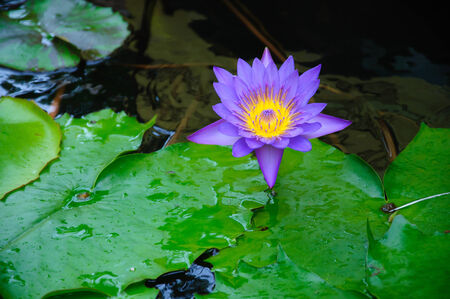 Beautiful waterlily or lotus flower in pondの写真素材