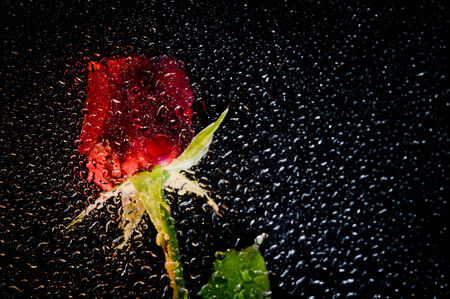 red purple rose petals with water dropletsの写真素材