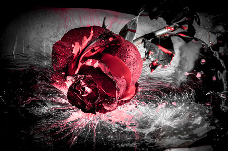 dramatic close up of a red rose on iceの写真素材