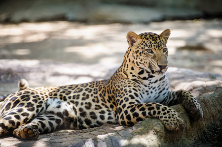 A tiger sitting in a zoo.の写真素材
